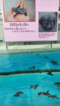 名古屋港水族館に投稿された画像（2025/8/28）