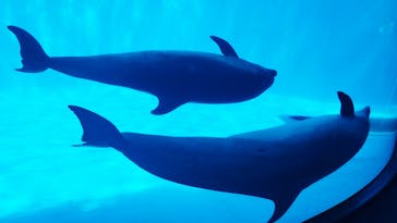 名古屋港水族館に投稿された画像（2025/8/28）