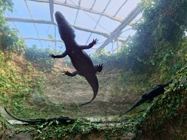 熱川バナナワニ園に投稿された画像（2025/8/28）