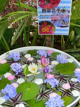 熱川バナナワニ園に投稿された画像（2025/8/28）