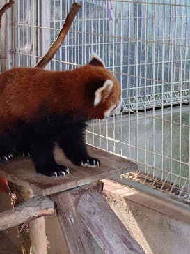 熱川バナナワニ園に投稿された画像（2025/8/28）