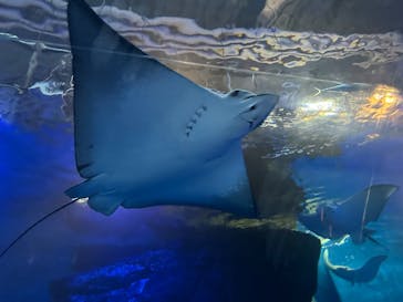 マクセル アクアパーク品川に投稿された画像（2025/8/28）