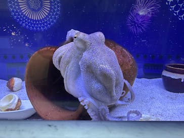 マクセル アクアパーク品川に投稿された画像（2025/8/28）