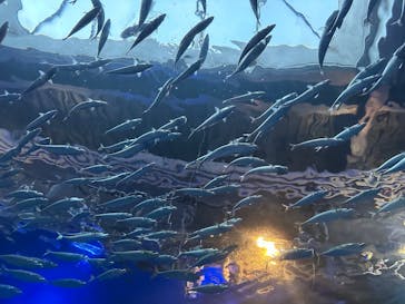 マクセル アクアパーク品川に投稿された画像（2025/8/28）