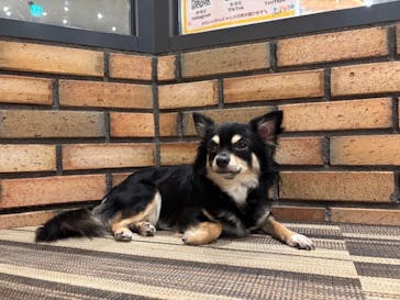 いぬカフェRio イオンモール常滑店に投稿された画像（2025/8/28）