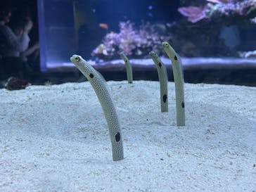 すみだ水族館に投稿された画像（2025/8/28）