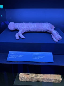 ACN ラムセス大王展 ファラオたちの黄金に投稿された画像（2025/8/28）