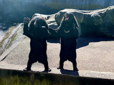 奥飛騨クマ牧場に投稿された画像（2025/8/28）