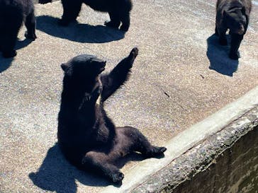 奥飛騨クマ牧場に投稿された画像（2025/8/28）