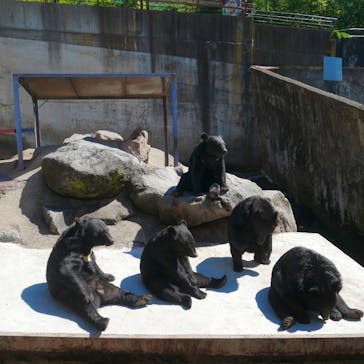 奥飛騨クマ牧場に投稿された画像（2025/8/28）