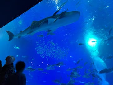 沖縄美ら海水族館に投稿された画像（2025/8/28）