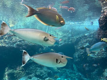 沖縄美ら海水族館に投稿された画像（2025/8/28）