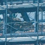 首里城公園 有料区域に投稿された画像（2025/8/29）