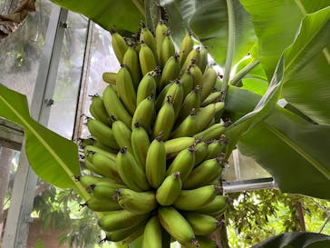 熱川バナナワニ園に投稿された画像（2025/8/28）