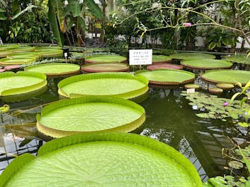 熱川バナナワニ園に投稿された画像（2025/8/28）