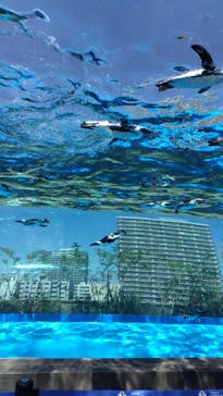 サンシャイン水族館に投稿された画像（2025/8/28）
