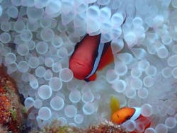 marine shop PETRELに投稿された画像（2025/8/29）