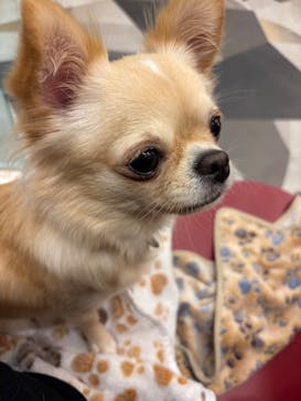 いぬカフェRio ゆめタウン佐賀店に投稿された画像（2025/8/29）