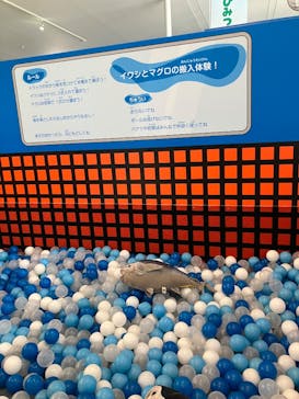 環境水族館アクアマリンふくしまに投稿された画像（2025/8/29）