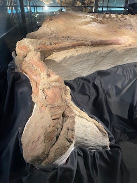 福井県立恐竜博物館に投稿された画像（2025/8/29）