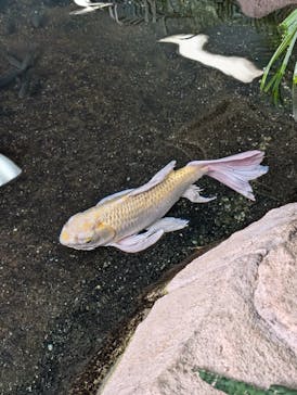 那須どうぶつ王国に投稿された画像（2025/8/29）