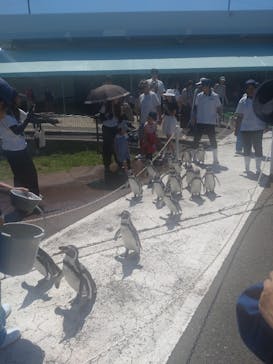 越前松島水族館に投稿された画像（2025/8/29）