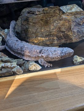 島根県立 しまね海洋館に投稿された画像（2025/8/29）