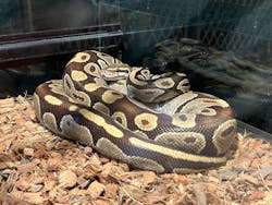 リトルモンスター展～「うゎっ」と「ぅわぁ～」のいきものたち～ @新潟県立自然科学館に投稿された画像（2025/8/29）