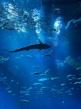アクアワールド茨城県大洗水族館に投稿された画像（2025/8/29）