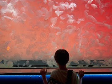 アクアワールド茨城県大洗水族館に投稿された画像（2025/8/29）