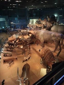 国立科学博物館に投稿された画像（2025/8/29）