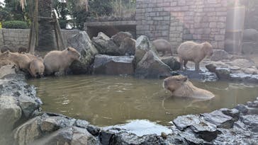 伊豆シャボテン動物公園に投稿された画像（2025/8/29）