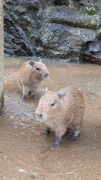 伊豆シャボテン動物公園に投稿された画像（2025/8/29）
