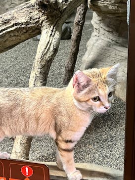 那須どうぶつ王国に投稿された画像（2025/8/29）