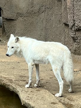 那須どうぶつ王国に投稿された画像（2025/8/29）