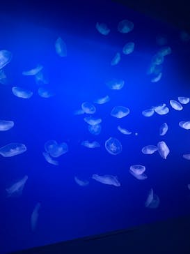 新江ノ島水族館に投稿された画像（2025/8/29）