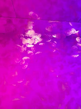 アクアワールド茨城県大洗水族館に投稿された画像（2025/8/29）