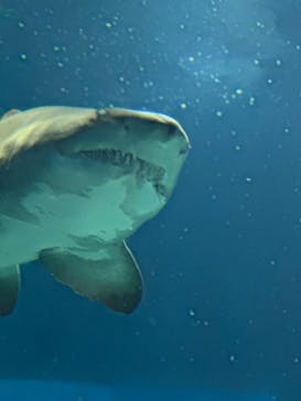 アクアワールド茨城県大洗水族館に投稿された画像（2025/8/29）