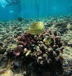 武藤潜水に投稿された画像（2025/8/29）