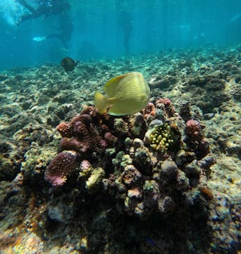 武藤潜水に投稿された画像（2025/8/29）