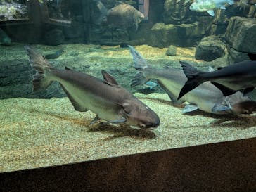 世界淡水魚園水族館　アクア・トトぎふに投稿された画像（2025/8/29）