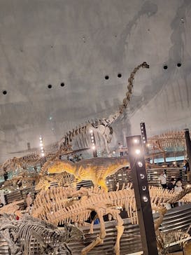福井県立恐竜博物館に投稿された画像（2025/8/29）