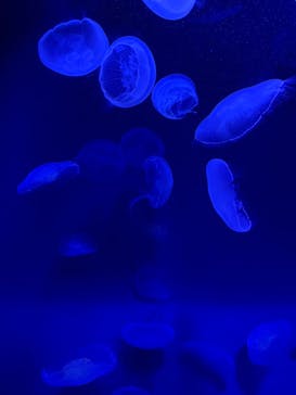 サンシャイン水族館に投稿された画像（2025/8/29）