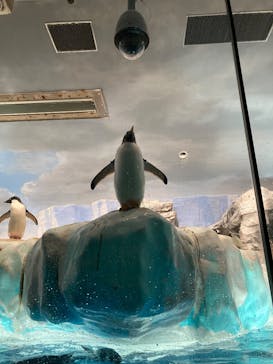 名古屋港水族館に投稿された画像（2025/8/29）