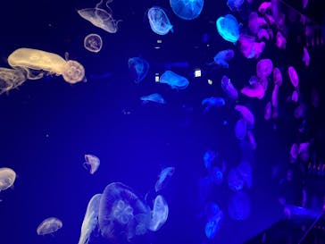 名古屋港水族館に投稿された画像（2025/8/29）