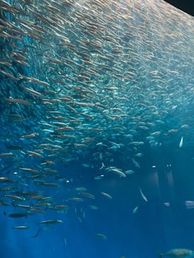 名古屋港水族館に投稿された画像（2025/8/29）