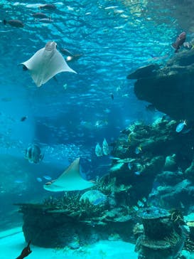 名古屋港水族館に投稿された画像（2025/8/29）
