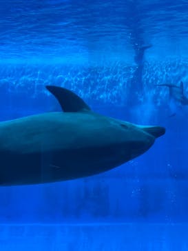 名古屋港水族館に投稿された画像（2025/8/29）