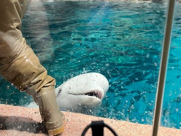 名古屋港水族館に投稿された画像（2025/8/29）