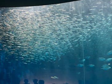 名古屋港水族館に投稿された画像（2025/8/29）